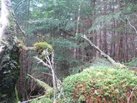 GRSM Accuracy Assessment. Plot Code: GRSM_AA_0555_5