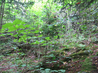 GRSM Accuracy Assessment. Plot Code: GRSM_AA_0275_4