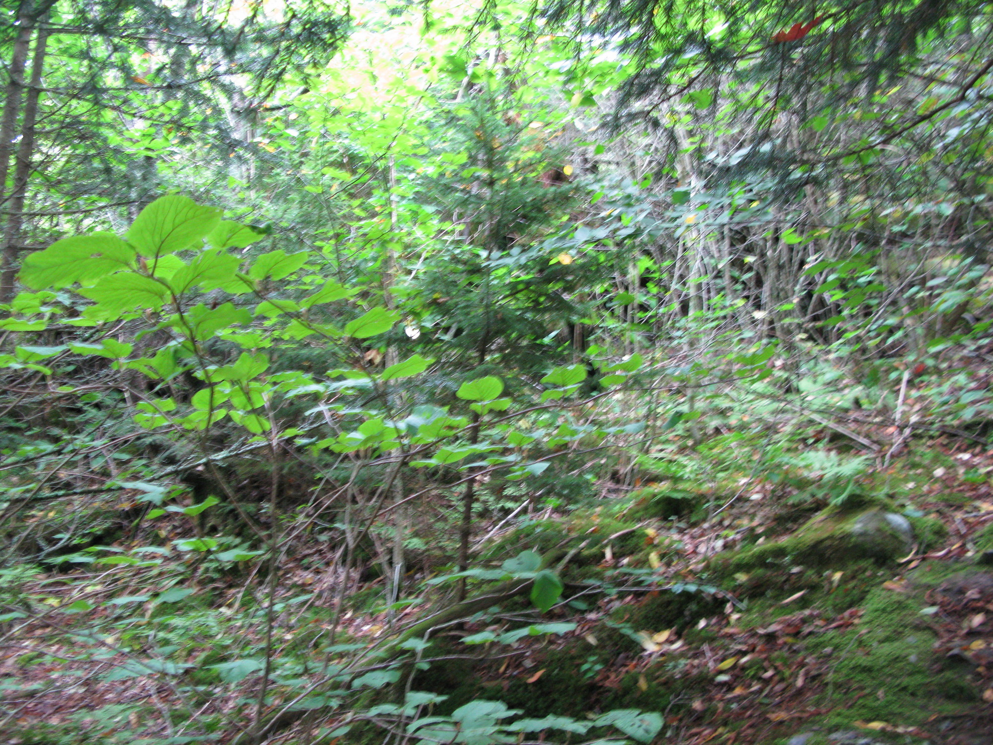 GRSM Accuracy Assessment. Plot Code: GRSM_AA_0275_4