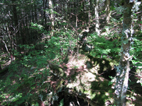 GRSM Accuracy Assessment. Plot Code: GRSM_AA_0087_3