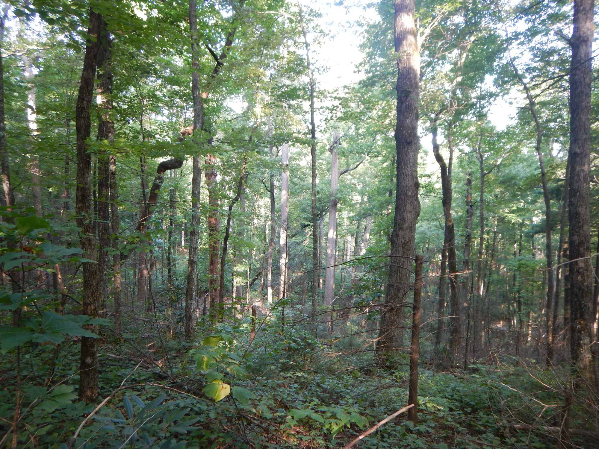 GRSM Accuracy Assessment. Plot Code: GRSM_AA_0681_5