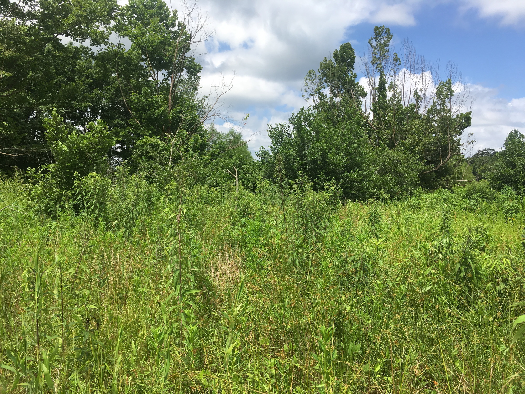 GRSM Accuracy Assessment. Plot Code: GRSM_AA_0670_5