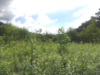 GRSM Accuracy Assessment. Plot Code: GRSM_AA_0461_3