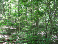 GRSM Accuracy Assessment. Plot Code: GRSM_AA_0520_3