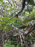 GRSM Accuracy Assessment. Plot Code: GRSM_AA_0315_5