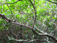 Plot Code: GRSM_AA_0439_5