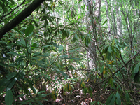 GRSM Accuracy Assessment. Plot Code: GRSM_AA_0197_5