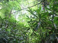 Plot Code: GRSM_AA_0436_2