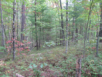 GRSM Accuracy Assessment. Plot Code: GRSM_AA_0951_6