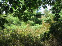 GRSM Accuracy Assessment. Plot Code: GRSM_AA_0342_2