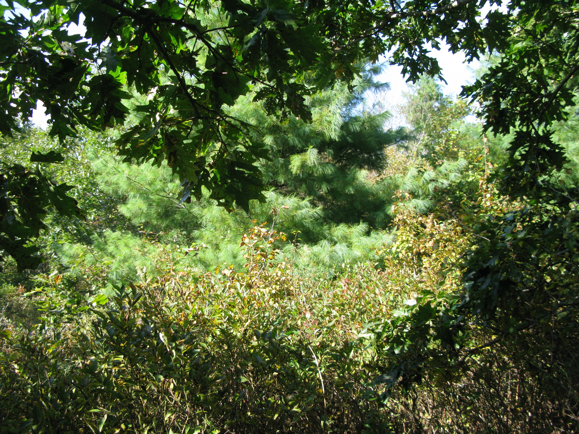 GRSM Accuracy Assessment. Plot Code: GRSM_AA_0342_2