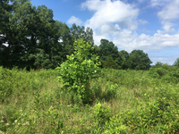 GRSM Accuracy Assessment. Plot Code: GRSM_AA_0461_6