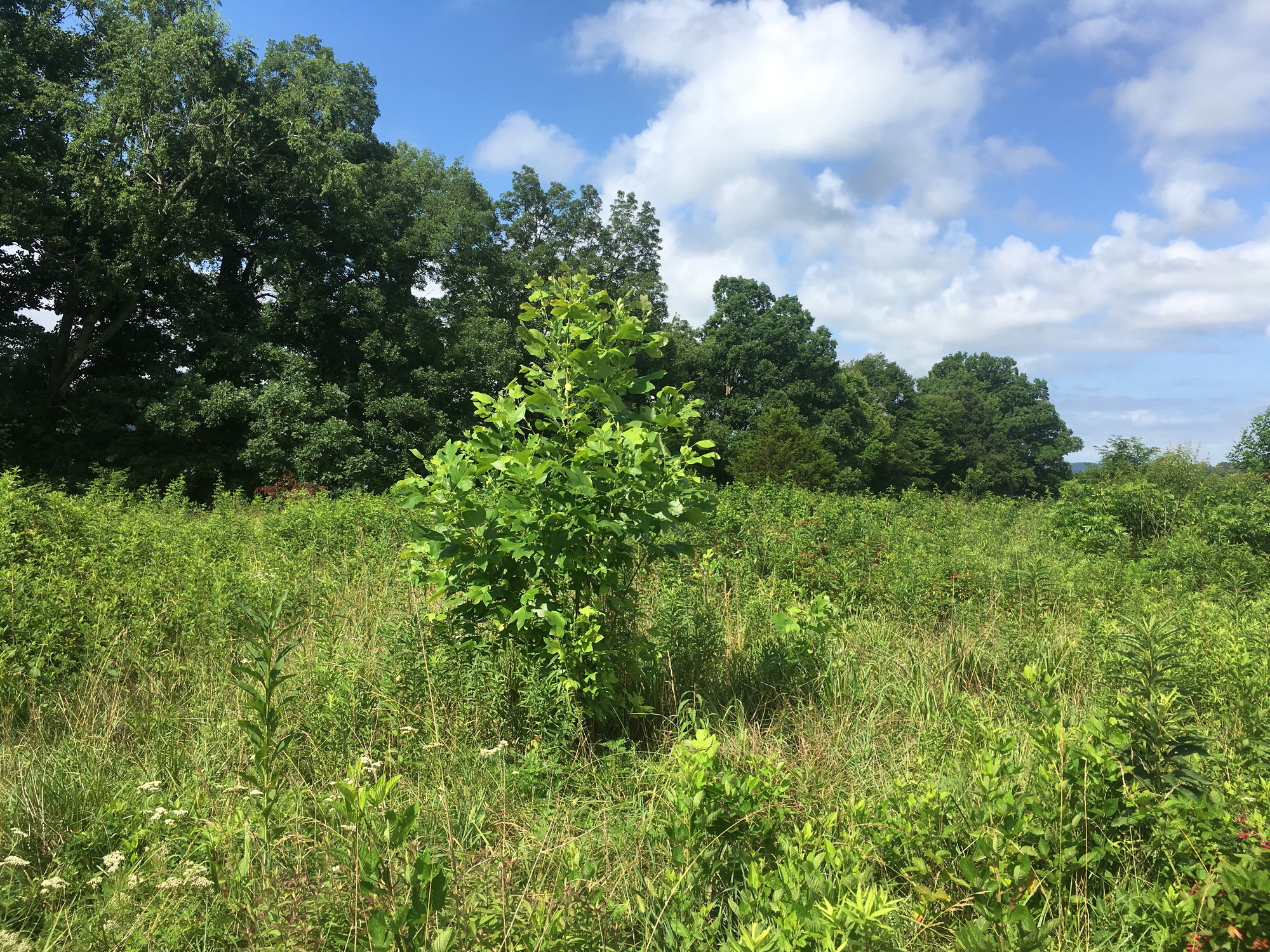 GRSM Accuracy Assessment. Plot Code: GRSM_AA_0461_6