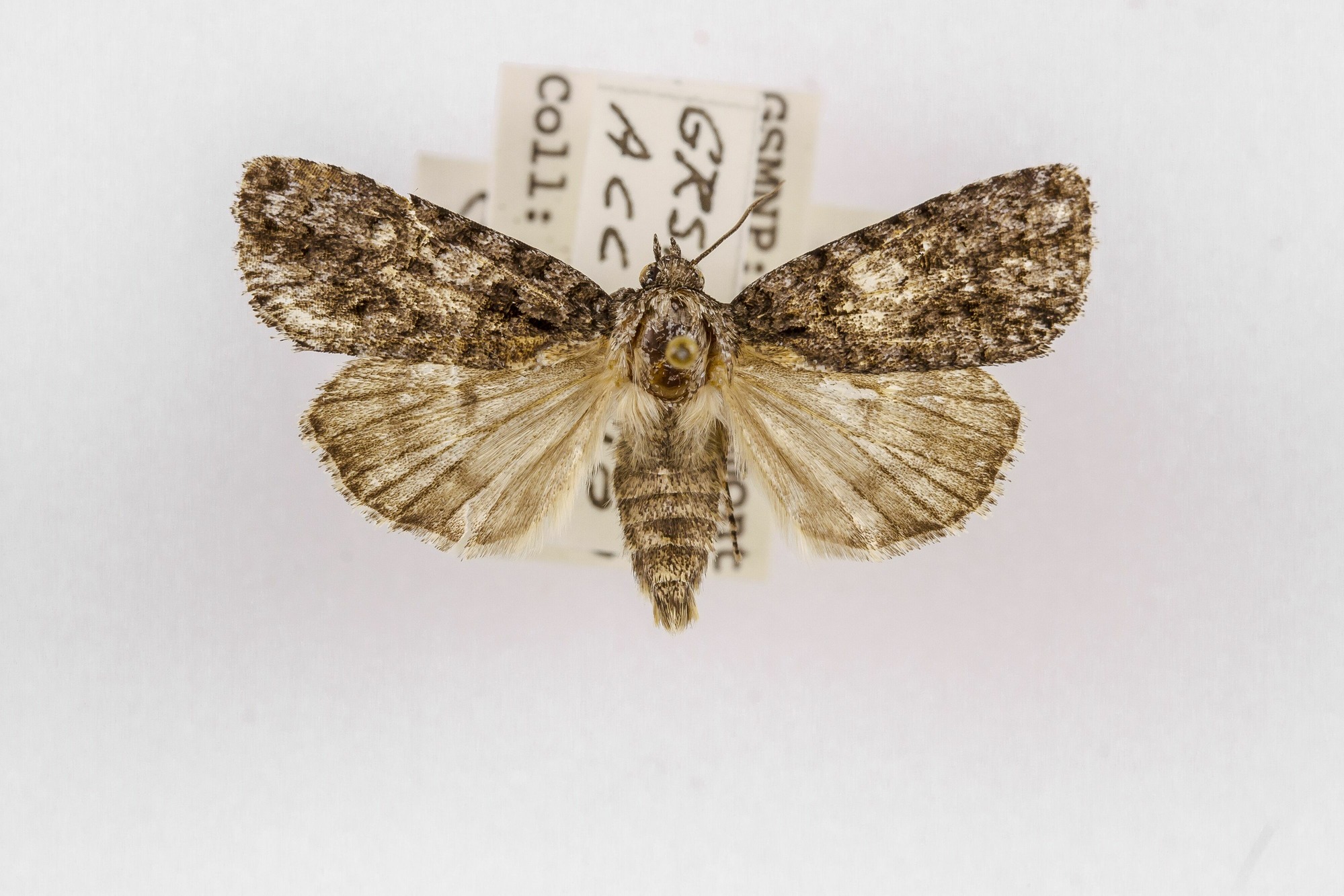 Image of Acronicta inclara, a species of Animalia