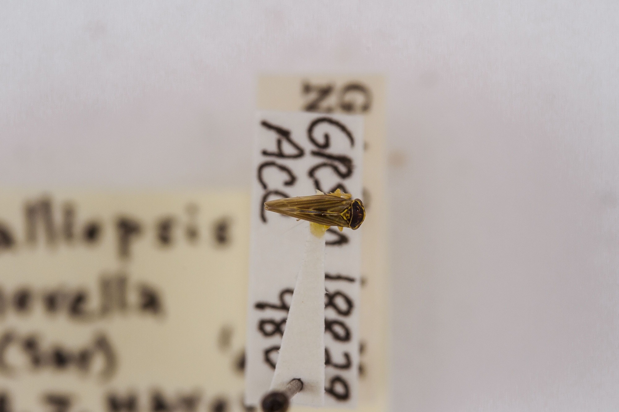 Image of Agalliopsis novella, a species of Animalia