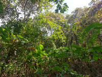 GRSM Accuracy Assessment. Plot Code: GRSM_AA_0936_3