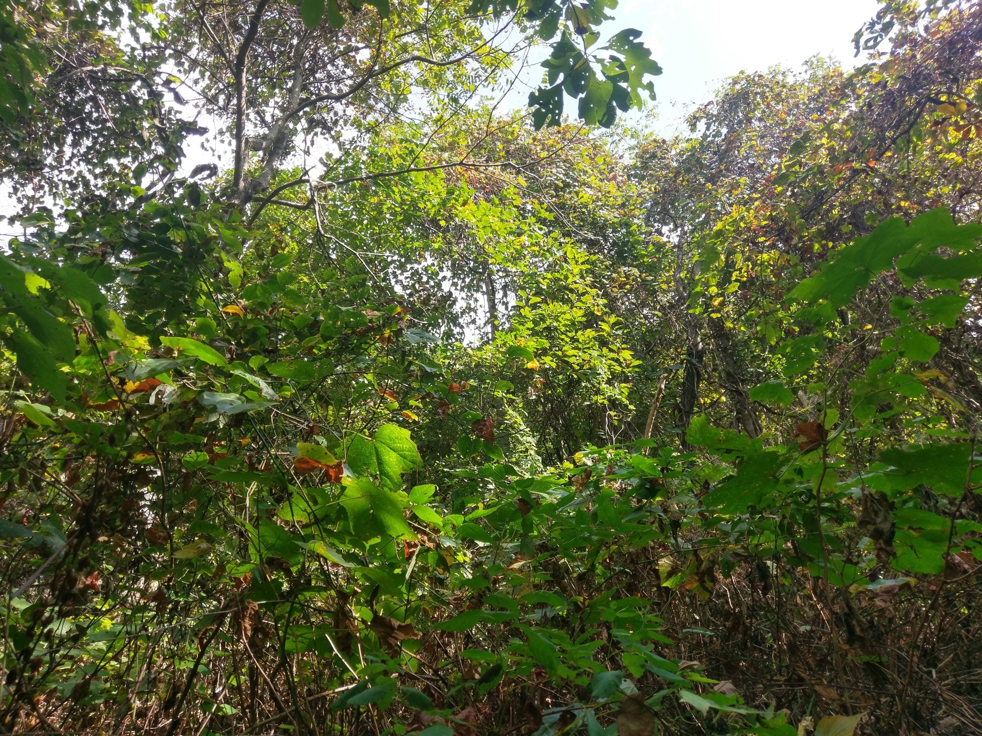 GRSM Accuracy Assessment. Plot Code: GRSM_AA_0936_3