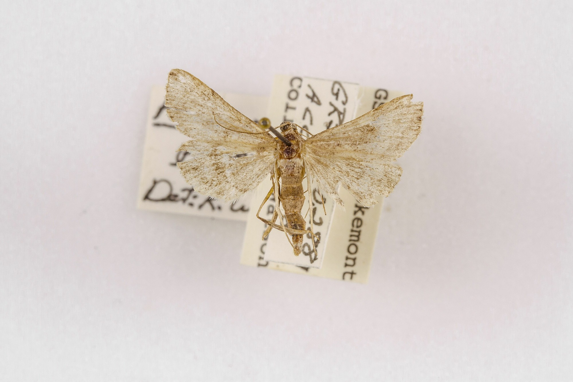 Image of Phalaenophana pyramusalis, a species of Animalia