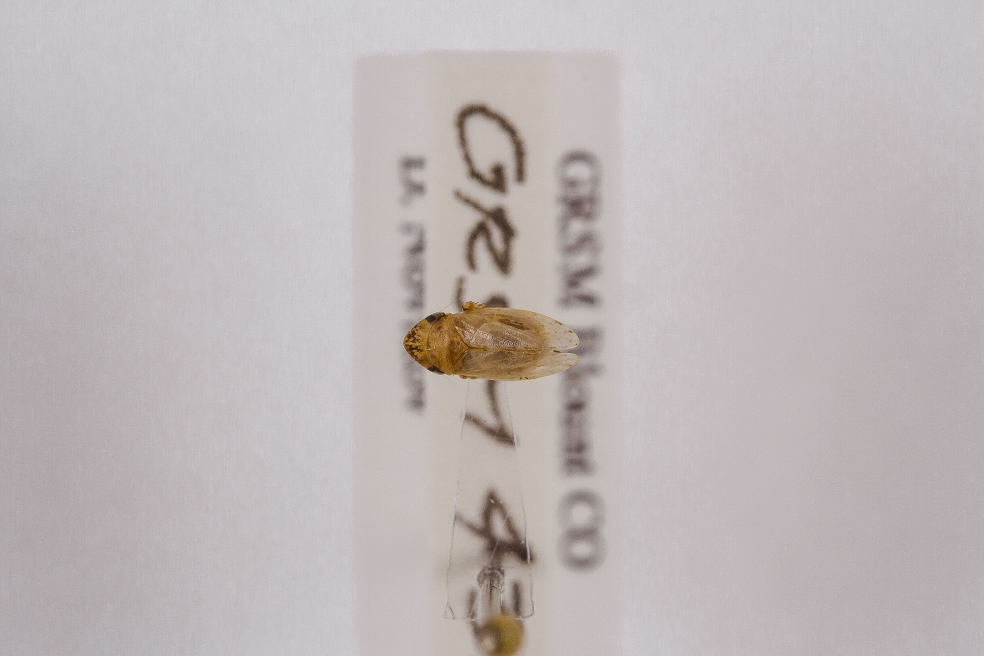 Image of Aphrodes fuscofasciata, a species of Animalia