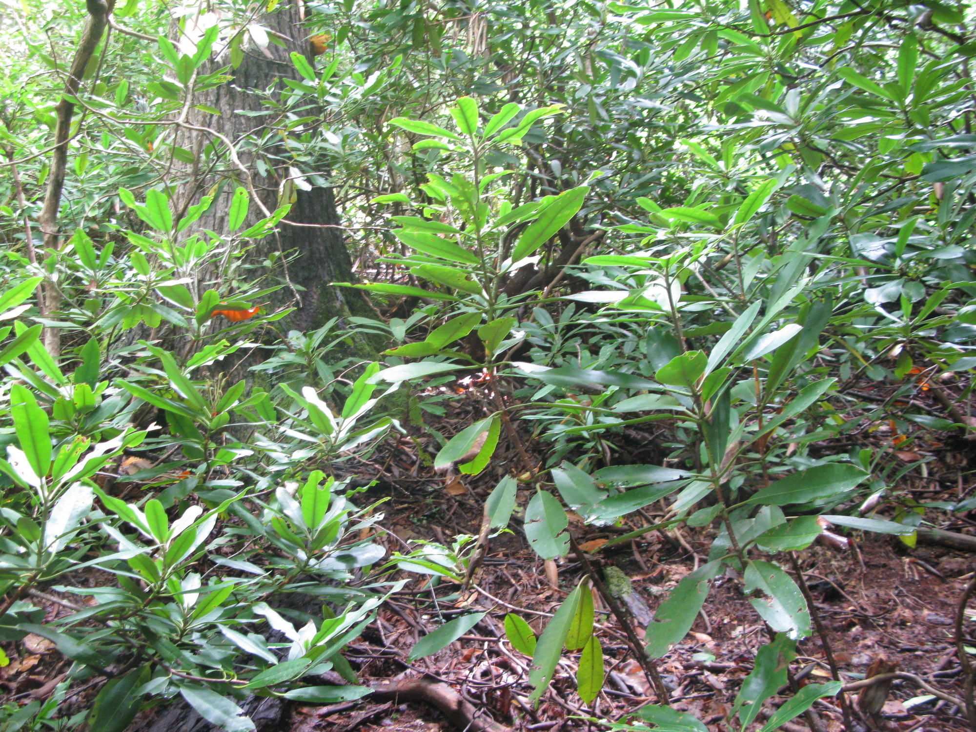 GRSM Accuracy Assessment. Plot Code: GRSM_AA_0352_3