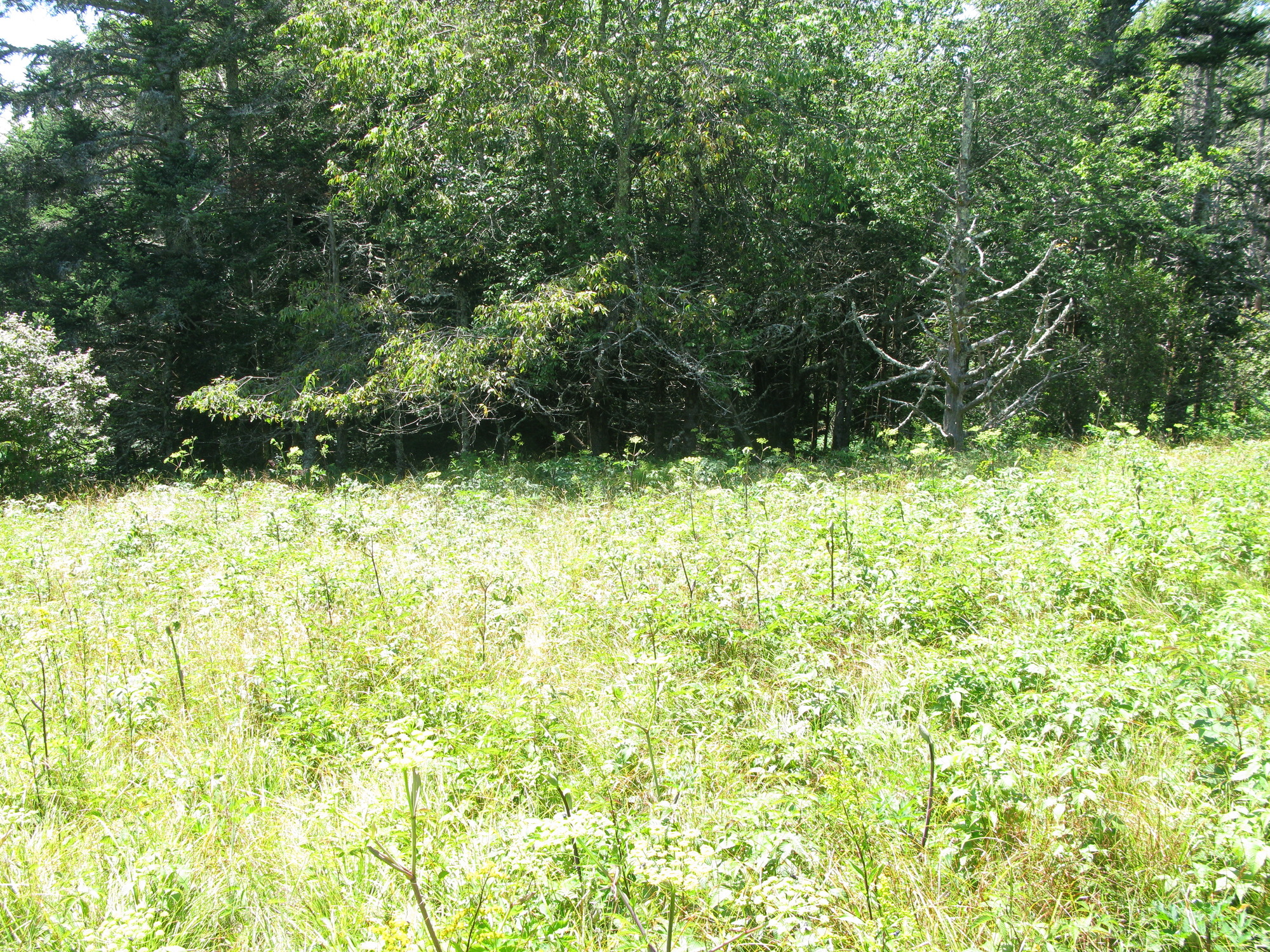 GRSM Accuracy Assessment. Plot Code: GRSM_AA_0307_5