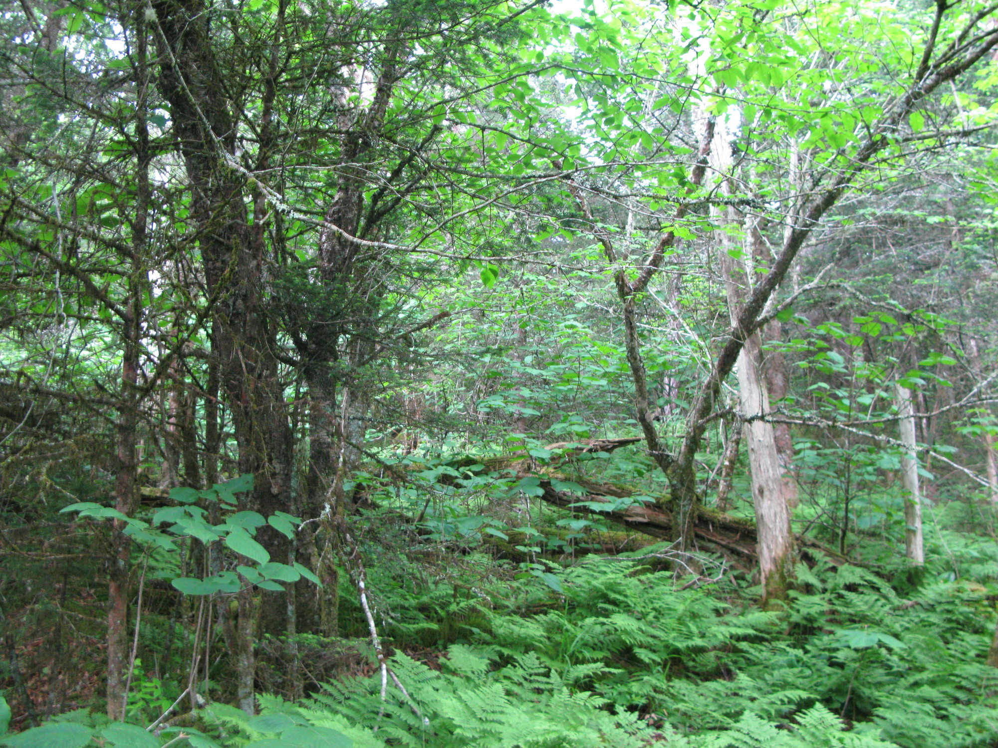 GRSM Accuracy Assessment. Plot Code: GRSM_AA_0081_4