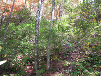 GRSM Accuracy Assessment. Plot Code: GRSM_AA_0330_2