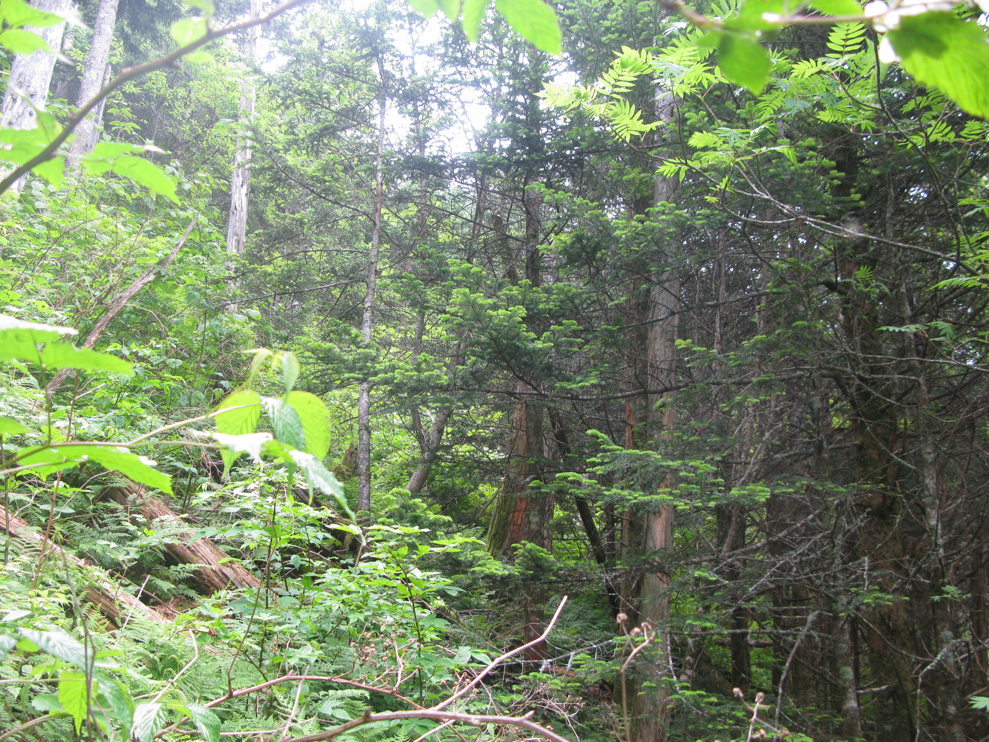 GRSM Accuracy Assessment. Plot Code: GRSM_AA_0602_6