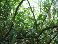 GRSM Accuracy Assessment. Plot Code: GRSM_AA_0197_3