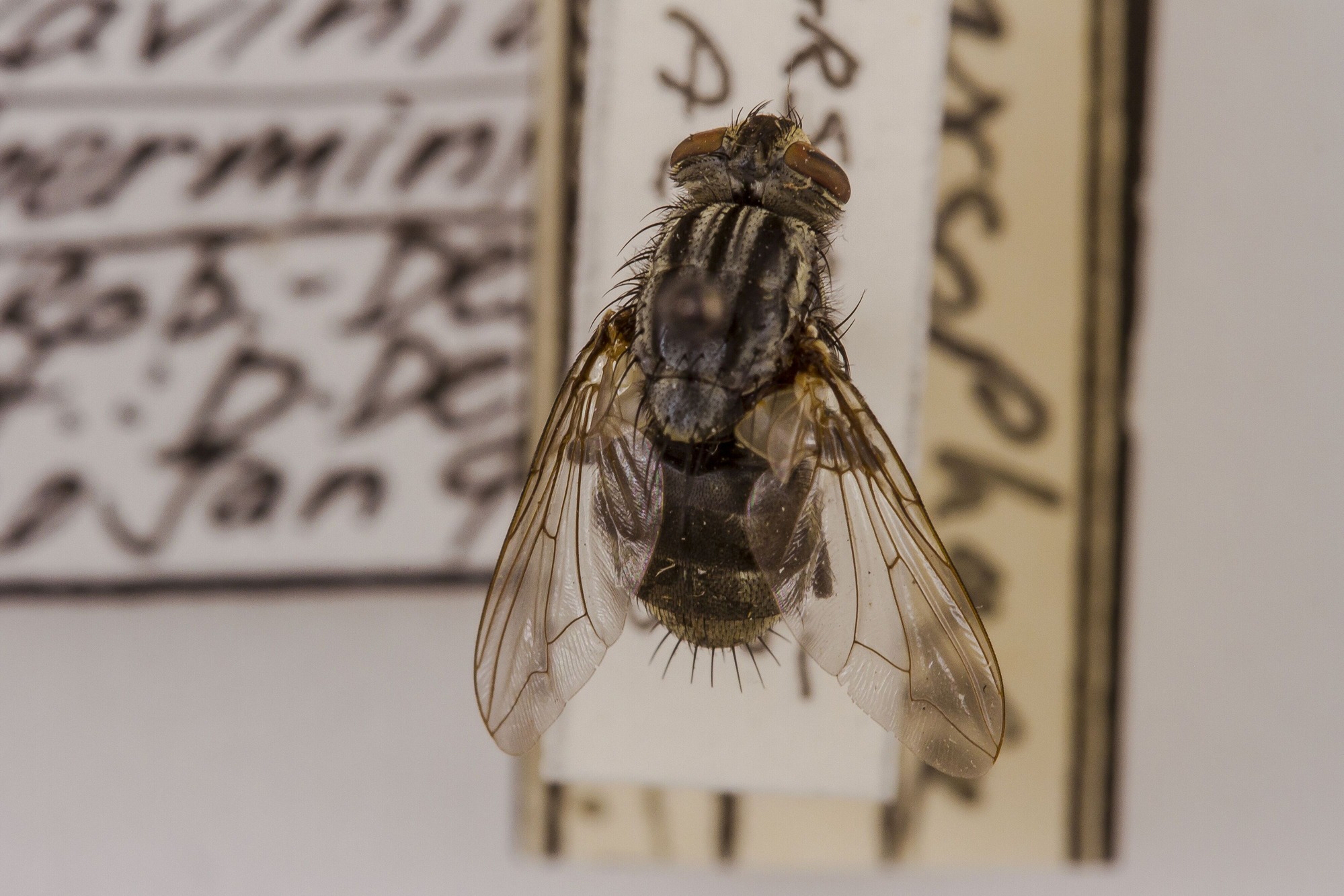 Image of Ravinia lherminieri, a species of Animalia