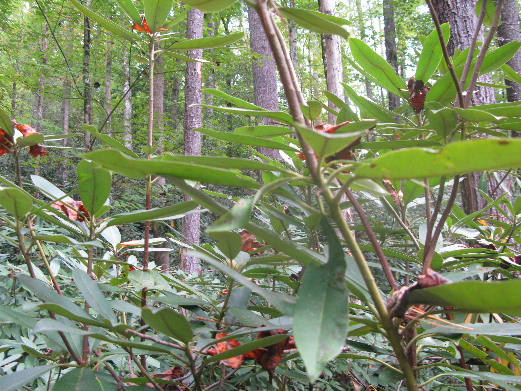 GRSM Accuracy Assessment. Plot Code: GRSM_AA_0655_3