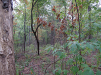 GRSM Accuracy Assessment. Plot Code: GRSM_AA_0898_4