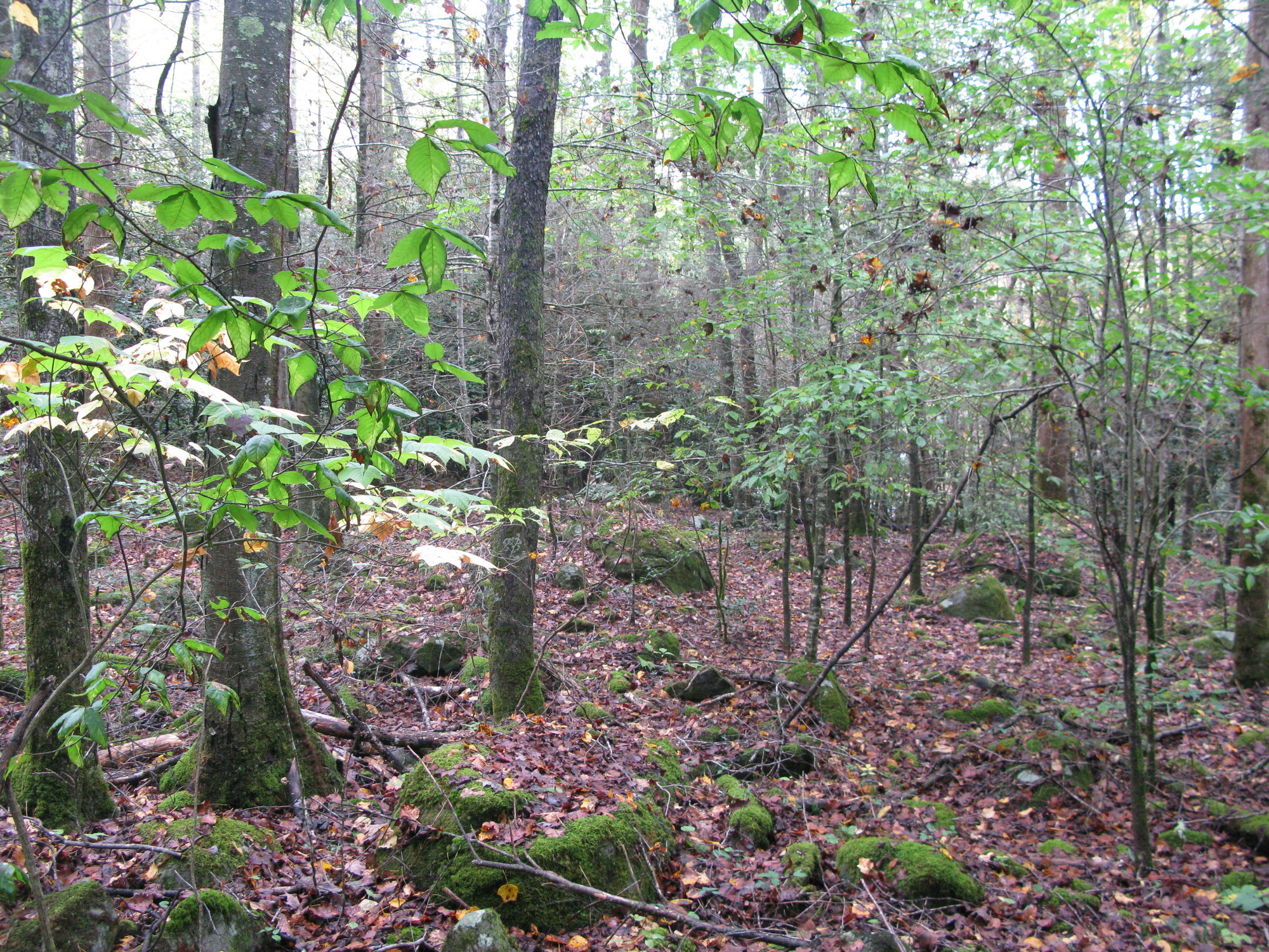 GRSM Accuracy Assessment. Plot Code: GRSM_AA_0202_6