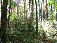 GRSM Accuracy Assessment. Plot Code: GRSM_AA_0304_4