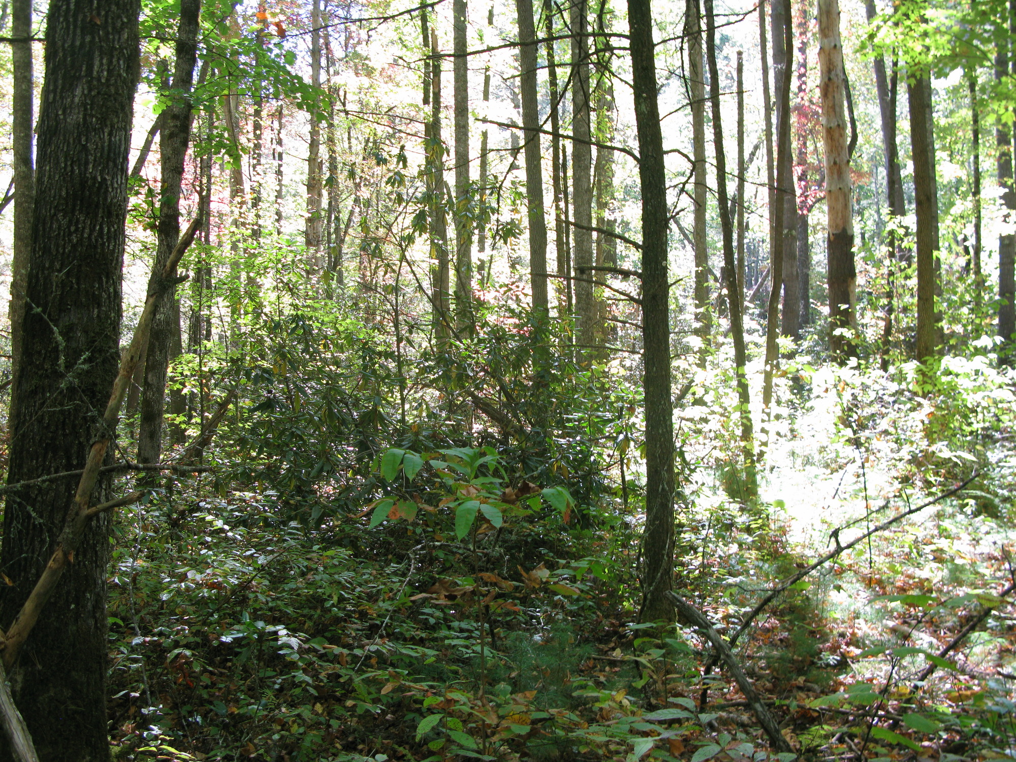 GRSM Accuracy Assessment. Plot Code: GRSM_AA_0304_4