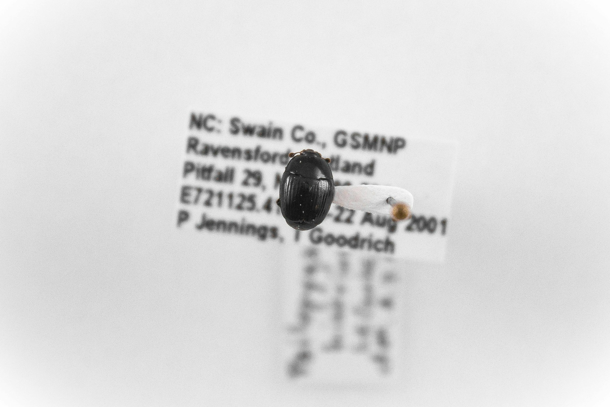 Image of Psilopyga histrina, a species of Animalia