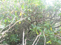 GRSM Accuracy Assessment. Plot Code: GRSM_AA_0632_4