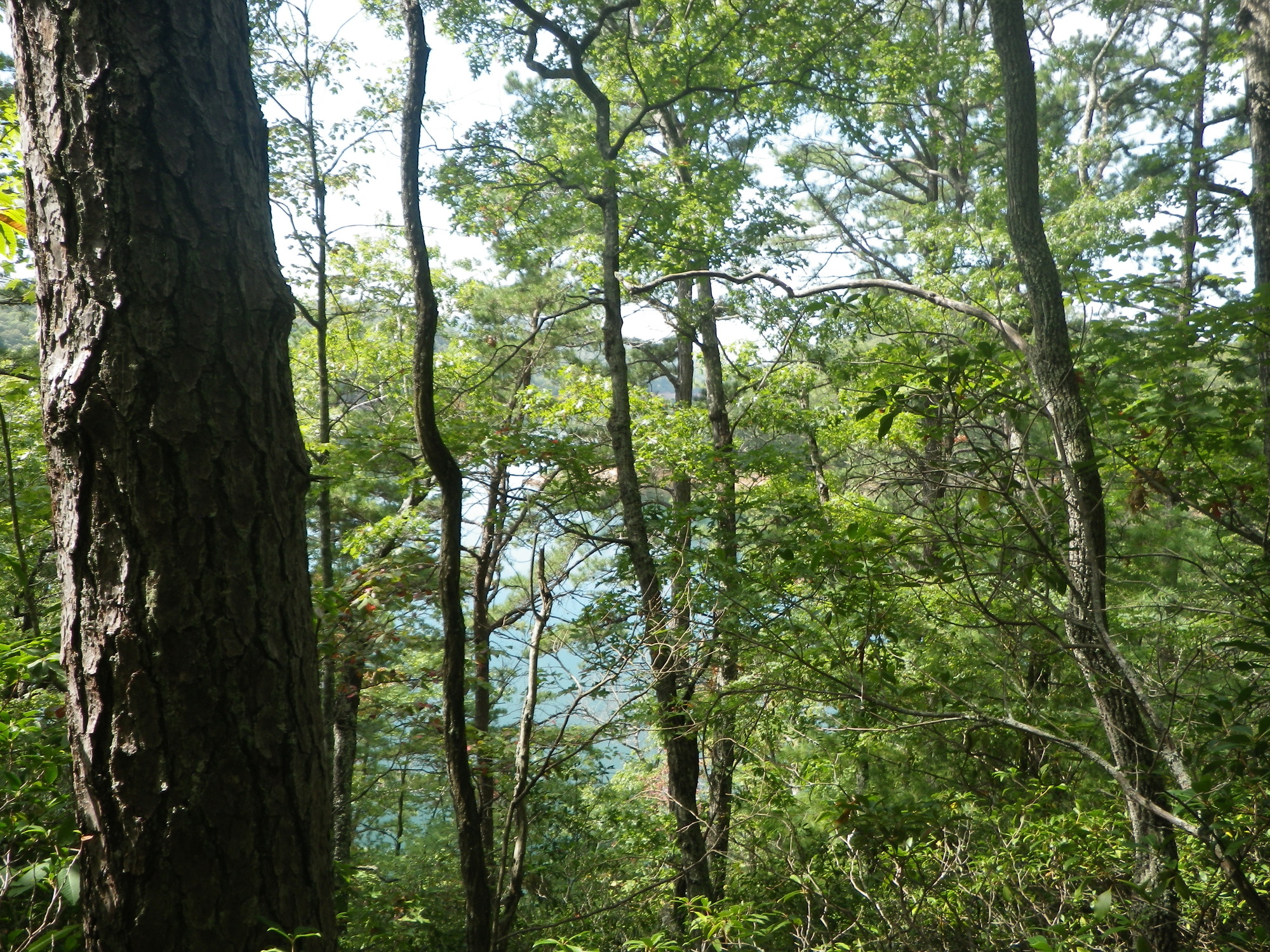 GRSM Accuracy Assessment. Plot Code: GRSM_AA_0327_5