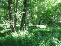 GRSM Accuracy Assessment. Plot Code: GRSM_AA_0012_2