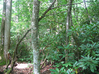 GRSM Accuracy Assessment. Plot Code: GRSM_AA_0196_5