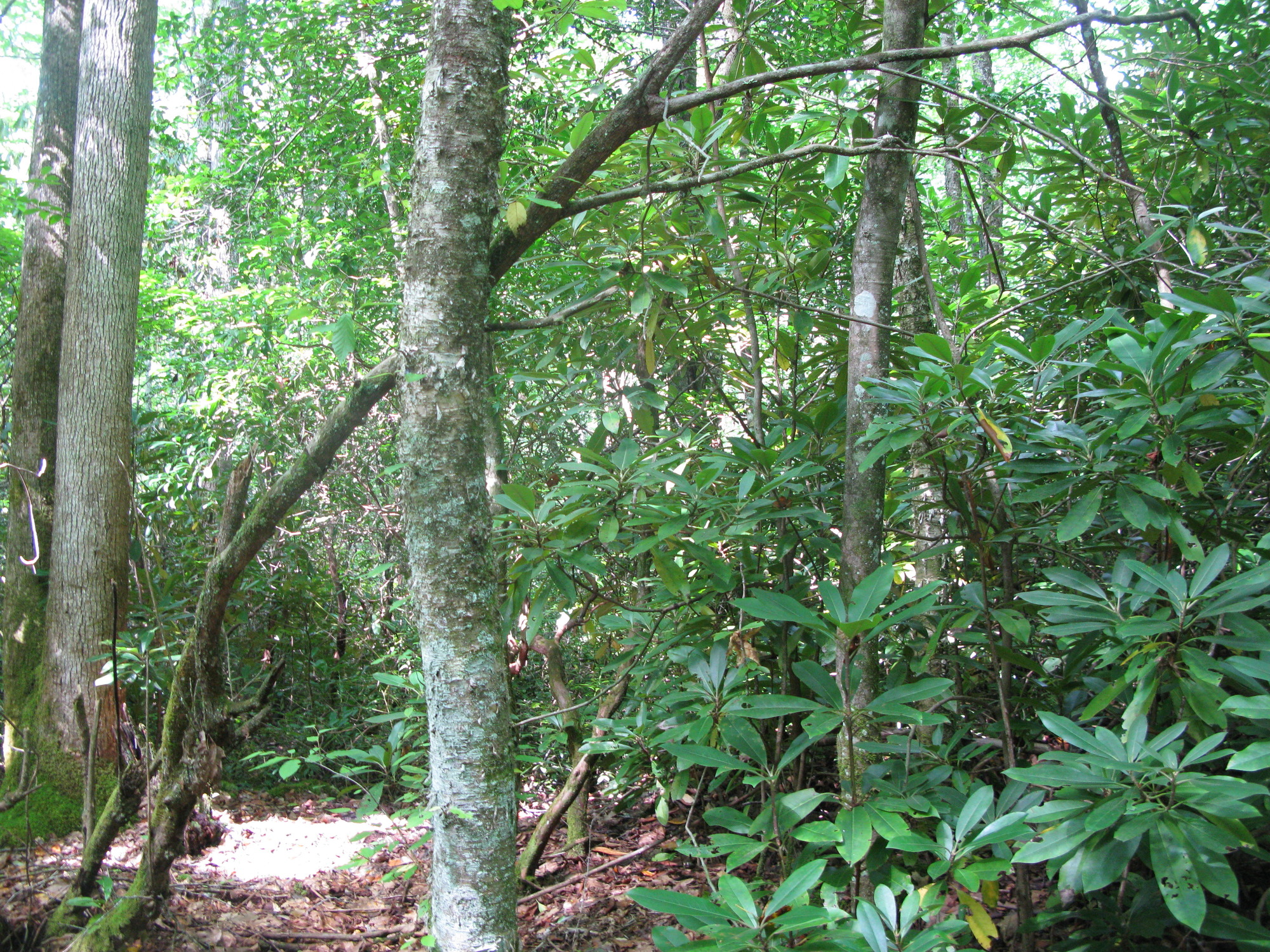 GRSM Accuracy Assessment. Plot Code: GRSM_AA_0196_5