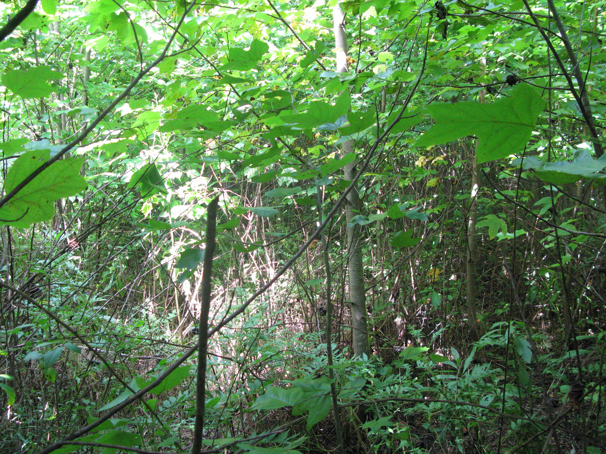 GRSM Accuracy Assessment. Plot Code: GRSM_AA_0715_2