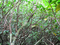 Plot Code: GRSM_AA_0439_4