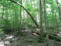 GRSM Accuracy Assessment. Plot Code: GRSM_AA_0520_2