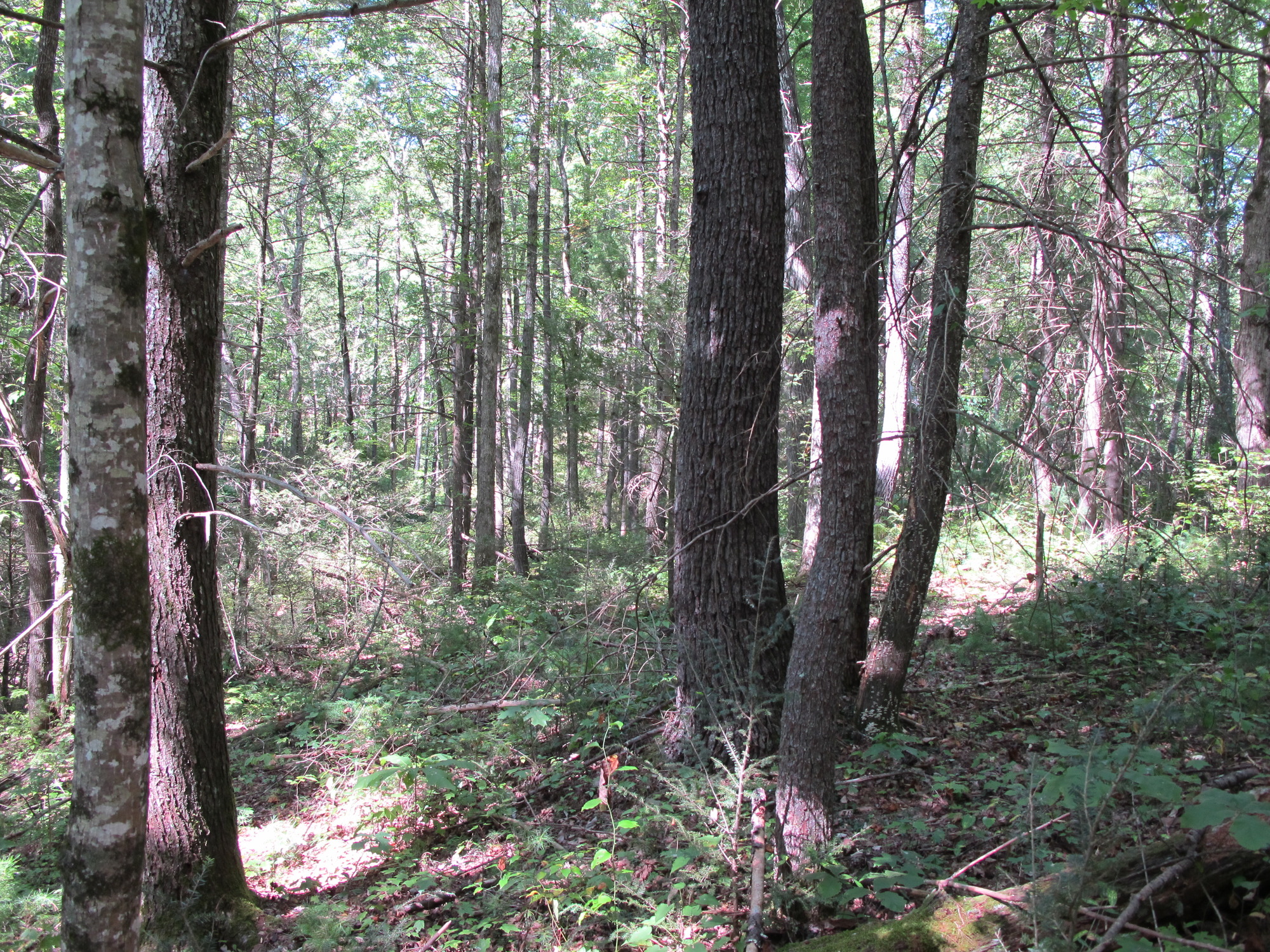 GRSM Accuracy Assessment. Plot Code: GRSM_AA_0946_2