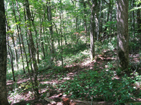 GRSM Accuracy Assessment. Plot Code: GRSM_AA_0746_5