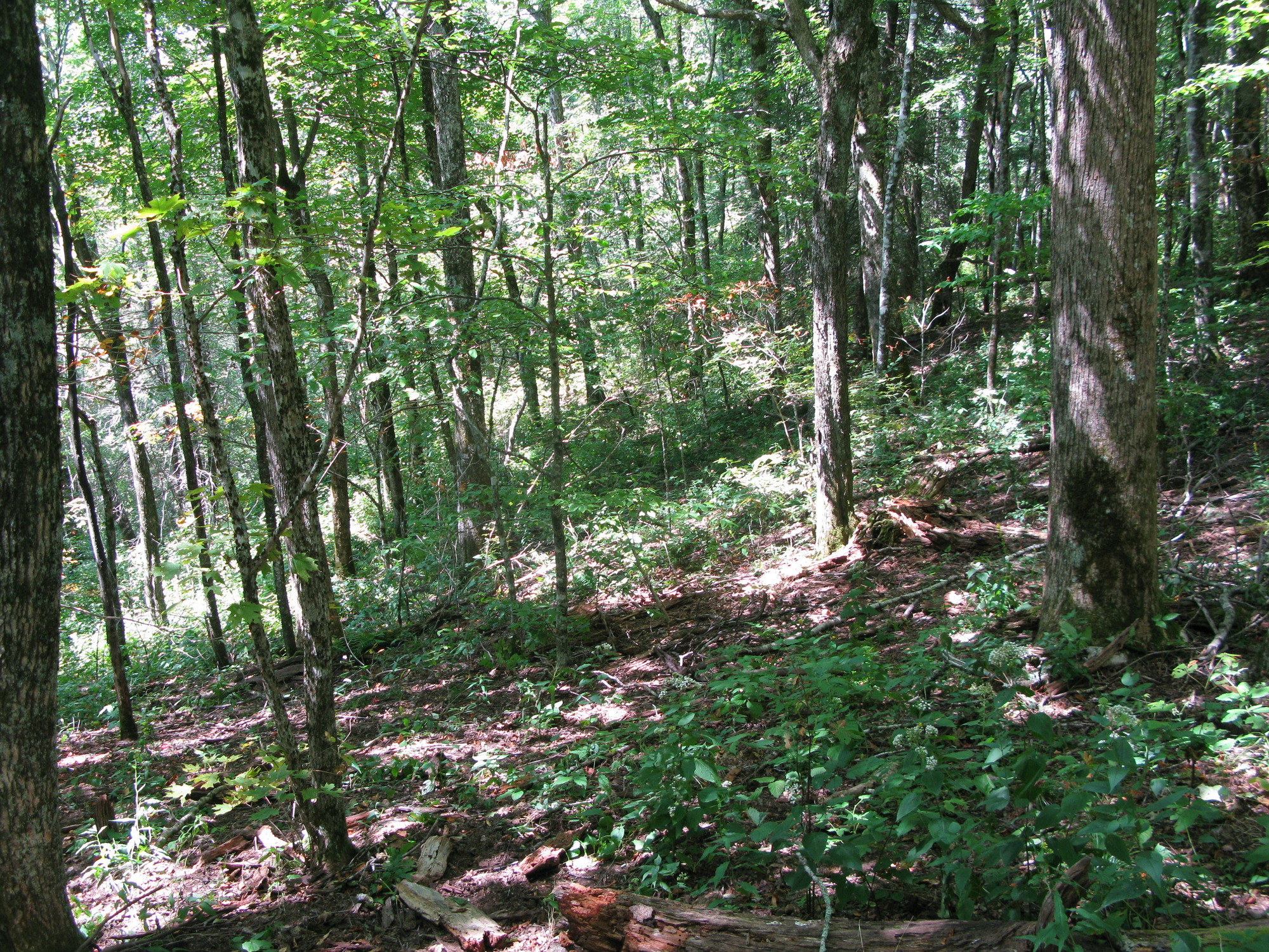 GRSM Accuracy Assessment. Plot Code: GRSM_AA_0746_5