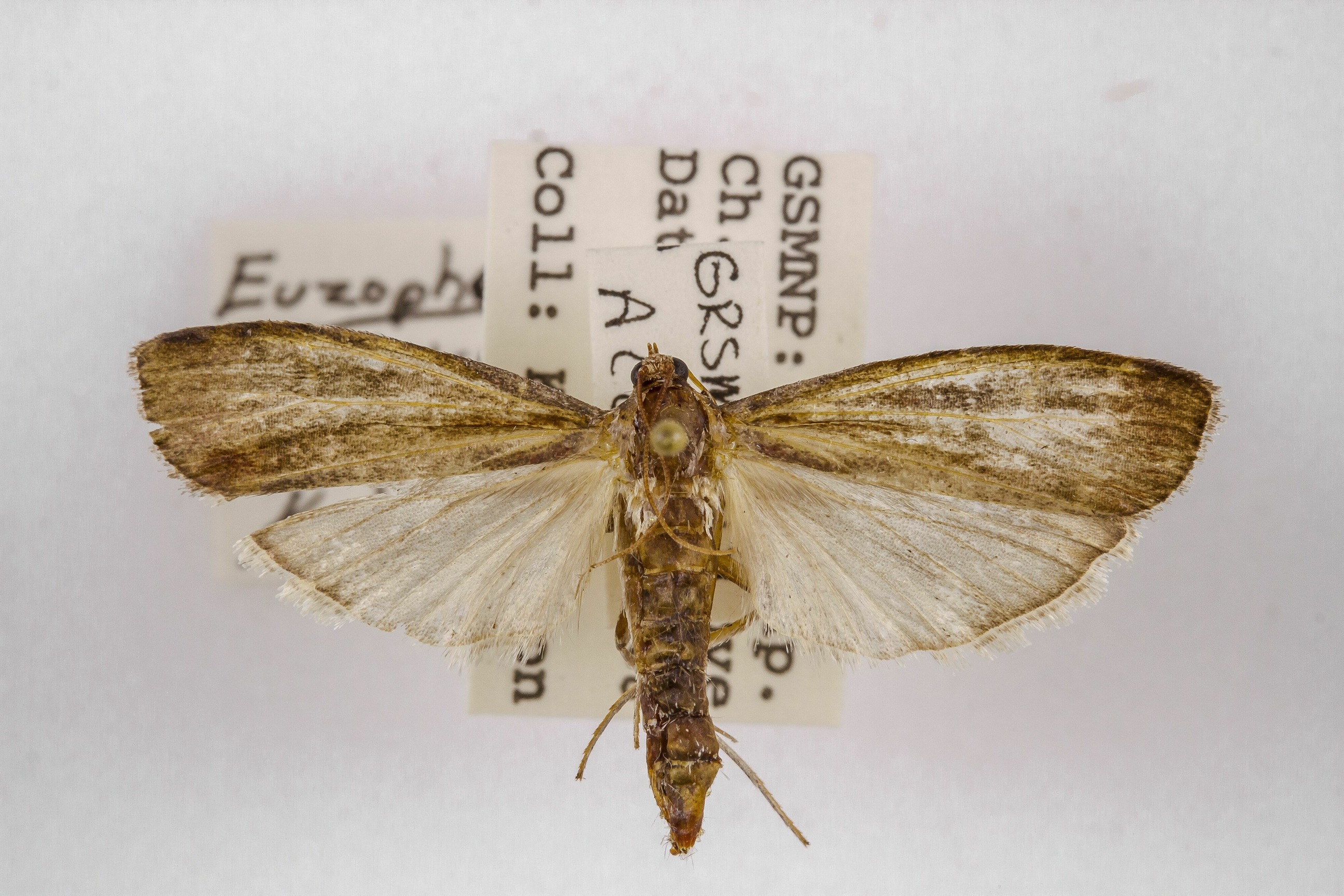 Image of Euzophera ostricolorella, a species of Animalia