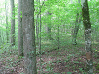 GRSM Accuracy Assessment. Plot Code: GRSM_AA_0872_2