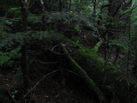 GRSM Accuracy Assessment. Plot Code: GRSM_AA_0029_2